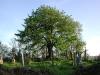 Old Murragh Cemetery 5_thumb.jpg 2.7K